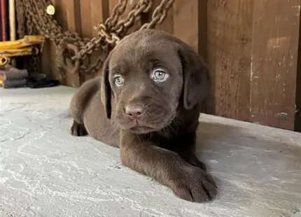 a labrador retriever puppy lying on the ground